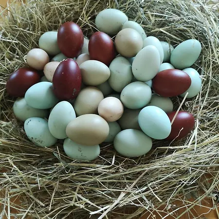 Gutshof Und Proft Appartement