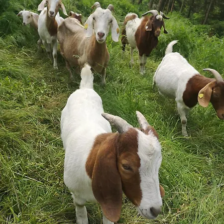 Gutshof Und Proft Apartment Biensdorf