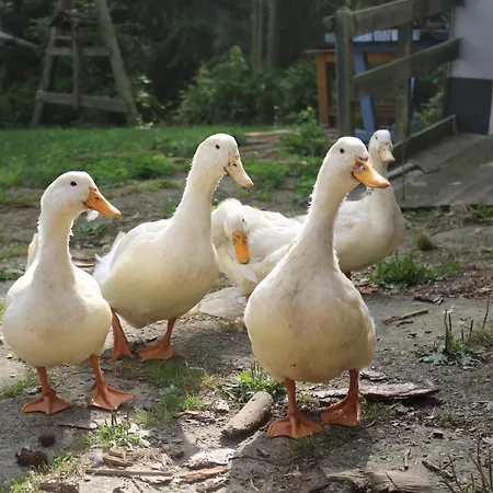 Gutshof Und Proft Appartement