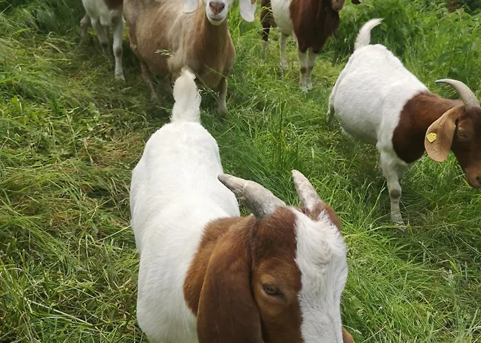 Gutshof Und Proft 公寓 Biensdorf