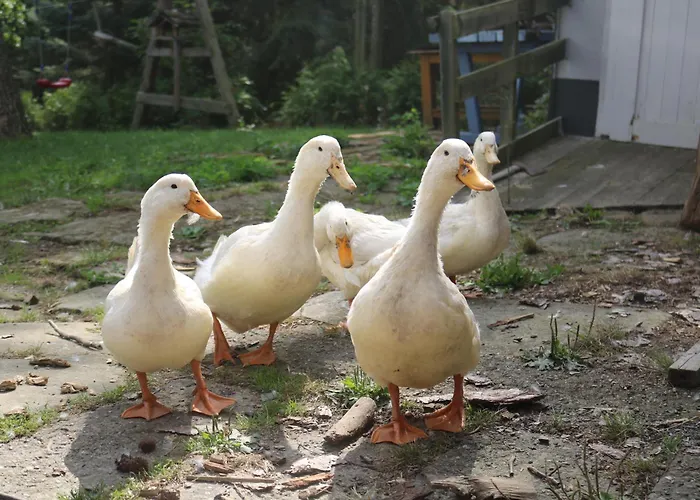 Gutshof Und Proft 公寓